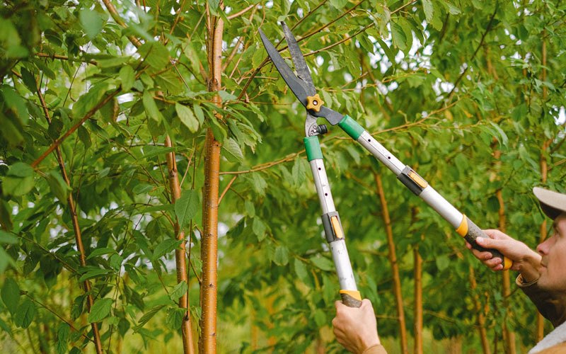 Tree trimming in Pleasant Garden, NC