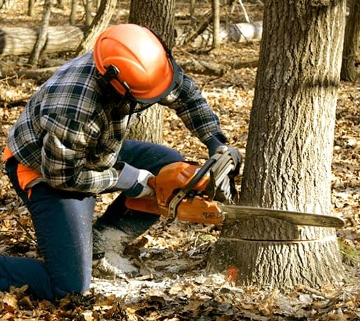 Tree Removal in Pleasant Garden, NC